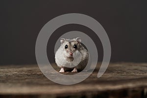 Small domestic hamster. Dwarf hamste. Little pet hamster