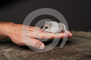 Small domestic hamster. Dwarf hamster. Little pet hamster