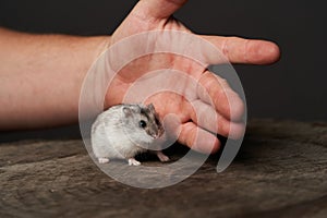 Small domestic hamster. Dwarf hamster. Little pet hamster