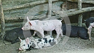 Small domestic pigs run next to three resting little pigs