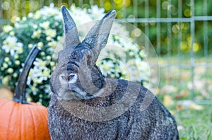 Small domestic rabbit in an autumn setting at sunset with pumpkins and mums in background