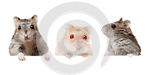 Small domestic young hamsters isolated on white.