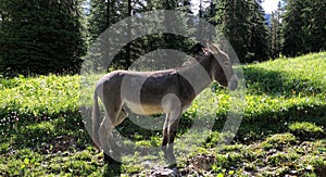 Small donkey in nature, posing for me