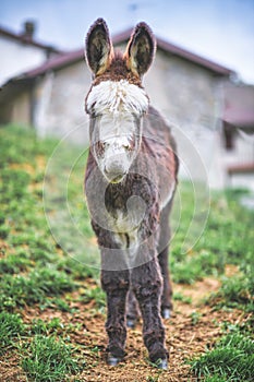 A small donkey near rural houses