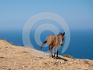 A small donkey under the sun