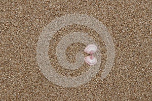 A small double shell on the beach