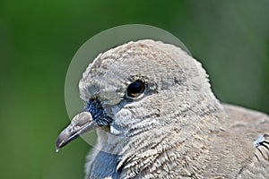A small dove, Streptopelia decaocto