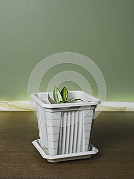 A small dragon tongue plant grown in a white pot.