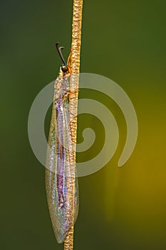 Small Dragonfly close up macro shot with selective focus and isolated on sun light flare background