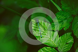 Small dragonfly sitting on a leaf