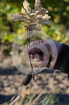 Small dried oak sprout with leaves and roots in a female hand.