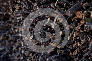 Small dried twigs bundled up together for feeding to light fire