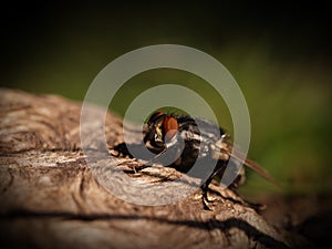 Small drop in the eye of a fly, posing on a root photo