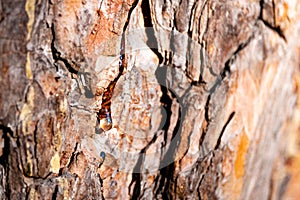 A small drop of resin on a pine trunk