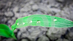 Small droplets of water lie on a beautiful green leaf-3 of young corn growing on dry, gray ground. Thirst in the desert.