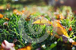 Small drops of dew on fresh green grass in the morning