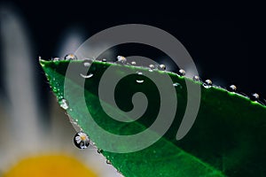 Small drops of water on the edges of a green leaf. Macrophoto of a green plant with water drops