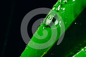 Small drops of water on the edges of a green leaf. Macrophoto of a green plant with water drops