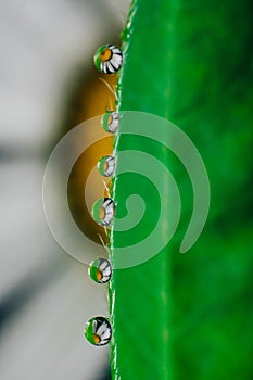 Small drops of water on the edges of a green leaf. Macrophoto of a green plant with water drops