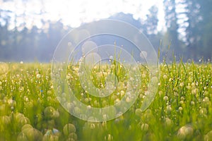 Small drops of water sparkle on tiny leaves of grass after rain on the meadow at spring evening of May. Macro photography.