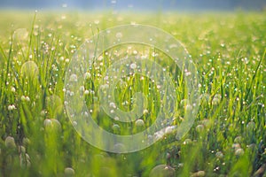 Small drops of water sparkle on tiny leaves of grass after rain on the meadow at spring evening of May. Macro photography.