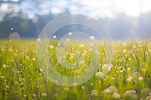 Small drops of water sparkle on tiny leaves of grass after rain on the meadow at spring evening of May. Macro photography.