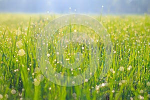 Small drops of water sparkle on tiny leaves of grass after rain on the meadow at spring evening of May. Macro photography.