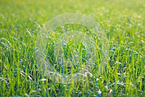 Small drops of water sparkle on tiny leaves of grass after rain on the meadow at spring evening of May. Macro photography.