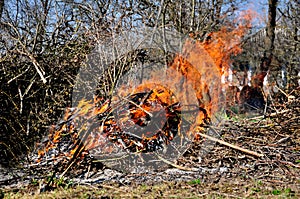 small dry branches burn on a fire in a large fire. Tongues