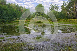 Small dry lake in the woods