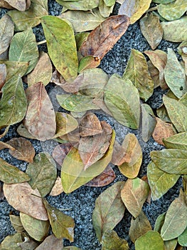 Small dry leaves on the floor