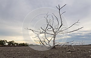 Small dry tree dead on dry land
