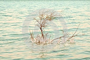 small dry tree in the water, many orange branches overgrown with salt, the salt coast of the dead sea in israel, the texture of sa