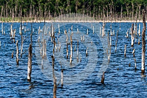 Small dry trees growing in lake summer landscape