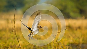 Small duck flying, yellow background