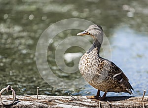 Small duck between the nails on a death tree, Tranylvania, Gyilkos to, Romania