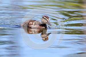 Small duck swimming in the pond water