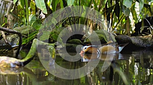 Small duck tangerine sheds in the water in the usual habitat in the forest