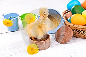 Small duckling with easter eggs