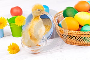 Small duckling with easter eggs