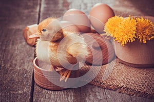 Small duckling with egg on the wooden table