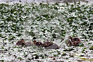 Small ducklings are swimming in an overgrown pond