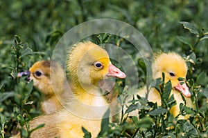 Small ducks on the background of green grass