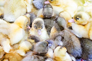 Small ducks, deduced in incubator. Sale of poultry_