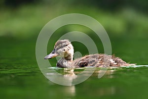 Small ducks on a pond. Fledglings mallards.Anas platyrhynchos