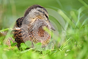 Small ducks by the pond. Fledglings mallards.Anas platyrhynchos