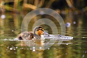 Small ducks on a pond. Fledglings mallards.& x28;Anas platyrhynchos& x29;