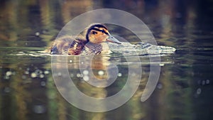 Small ducks on a pond. Fledglings mallards.& x28;Anas platyrhynchos& x29;