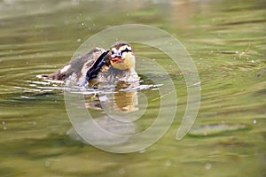 Small ducks on a pond. Fledglings mallards.& x28;Anas platyrhynchos& x29;