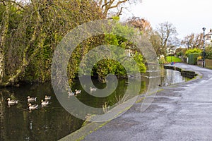 Small ducks swimming on the river that flows through Ward Park in Bangor County Down in Northern Ireland